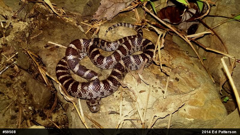 Eastern Milksnake