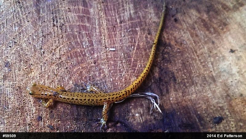 Eastern Long-tailed Salamander