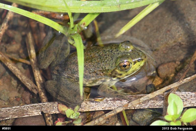 American Bullfrog