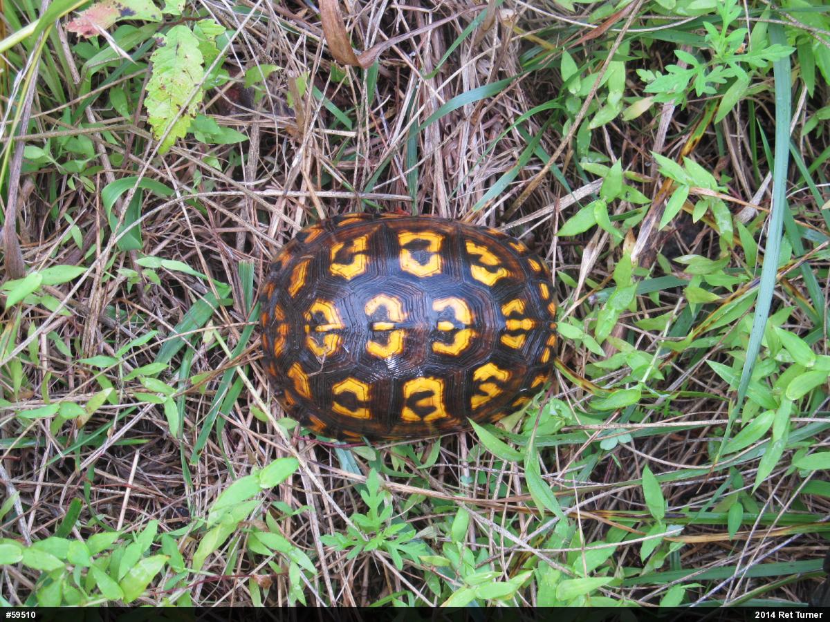 Eastern Box Turtle