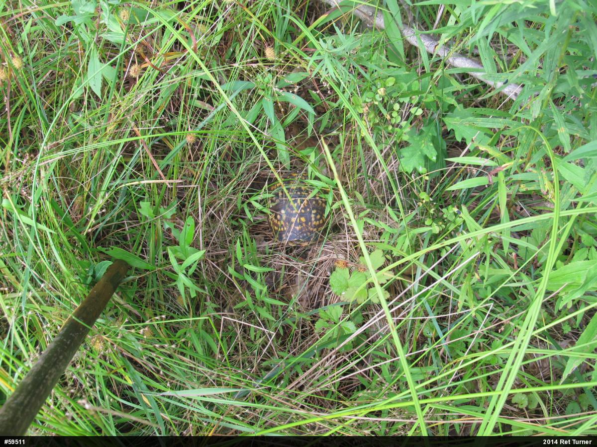 Eastern Box Turtle
