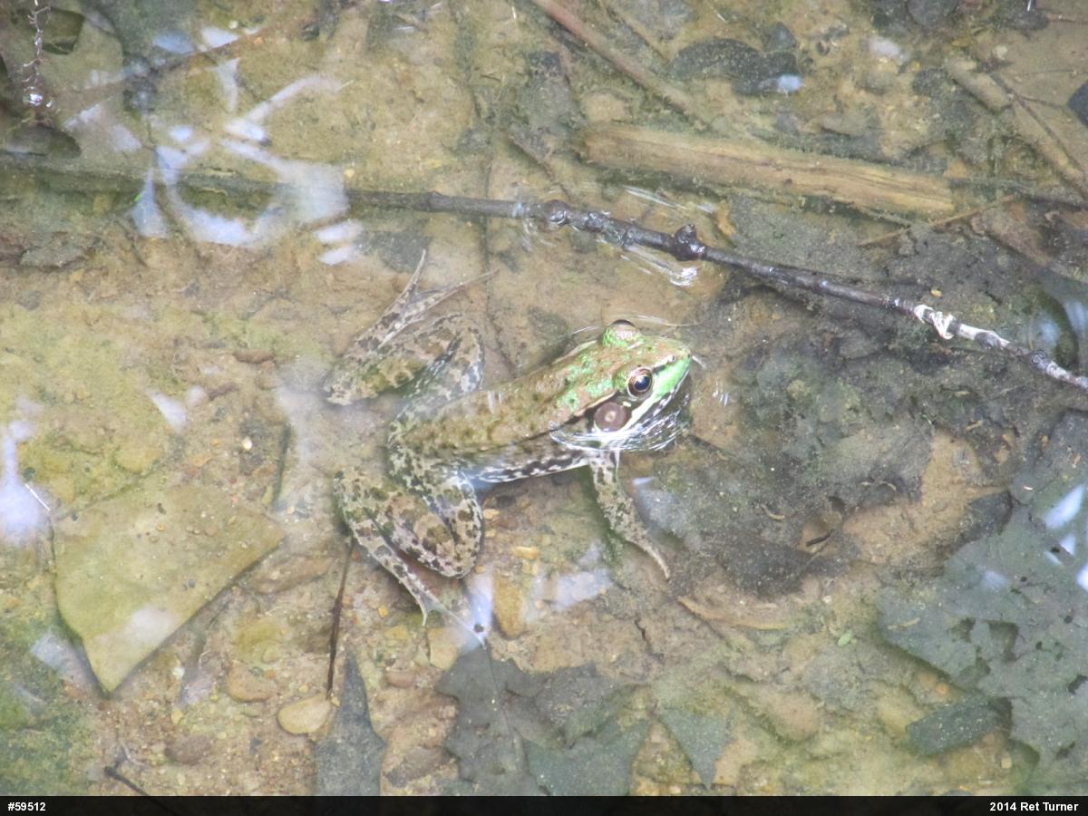 Green Frog