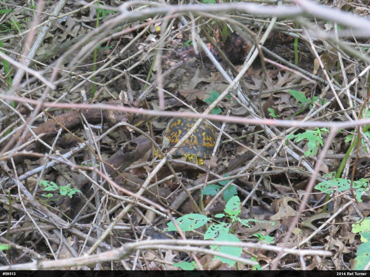 Eastern Box Turtle