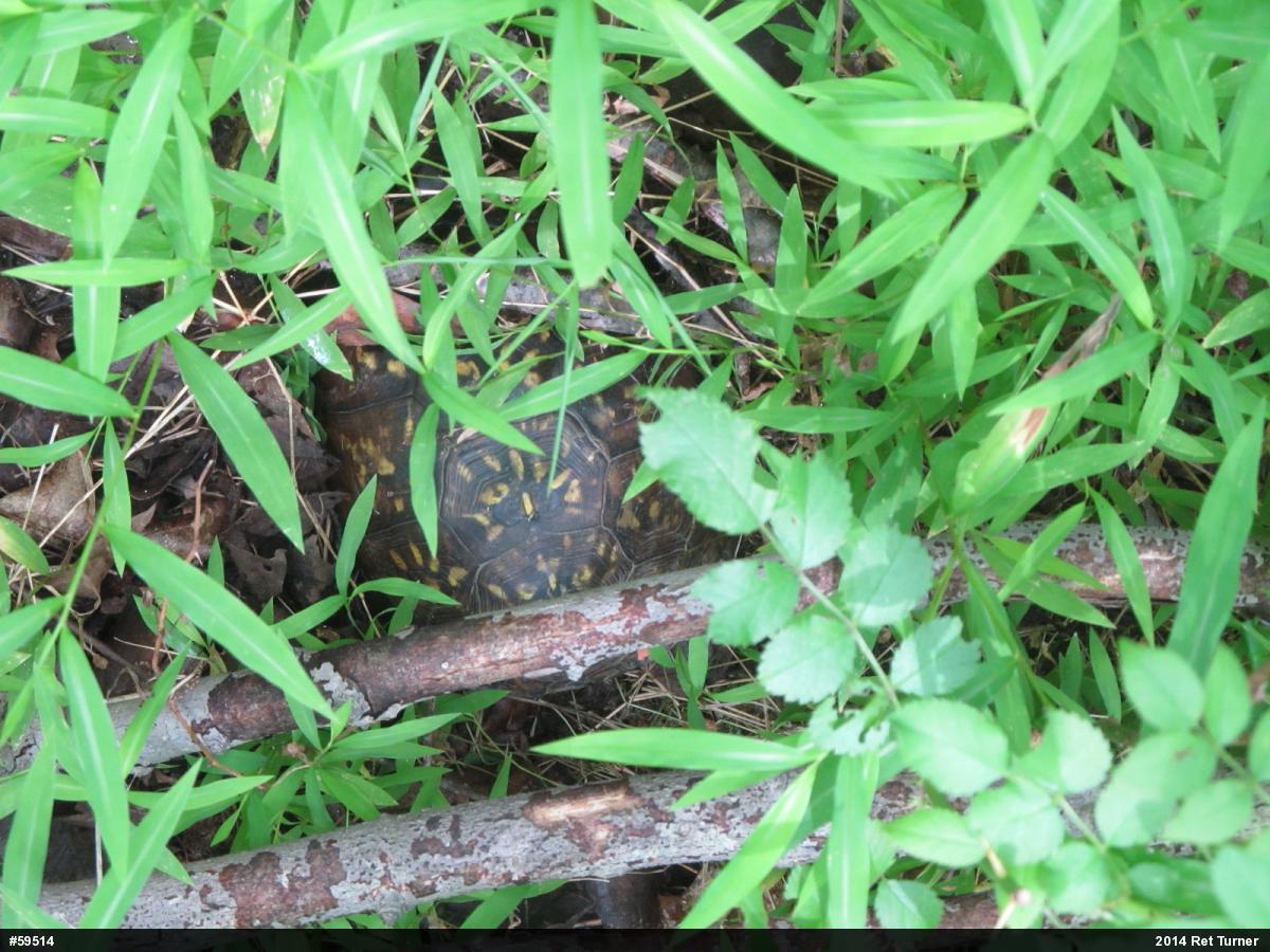 Eastern Box Turtle
