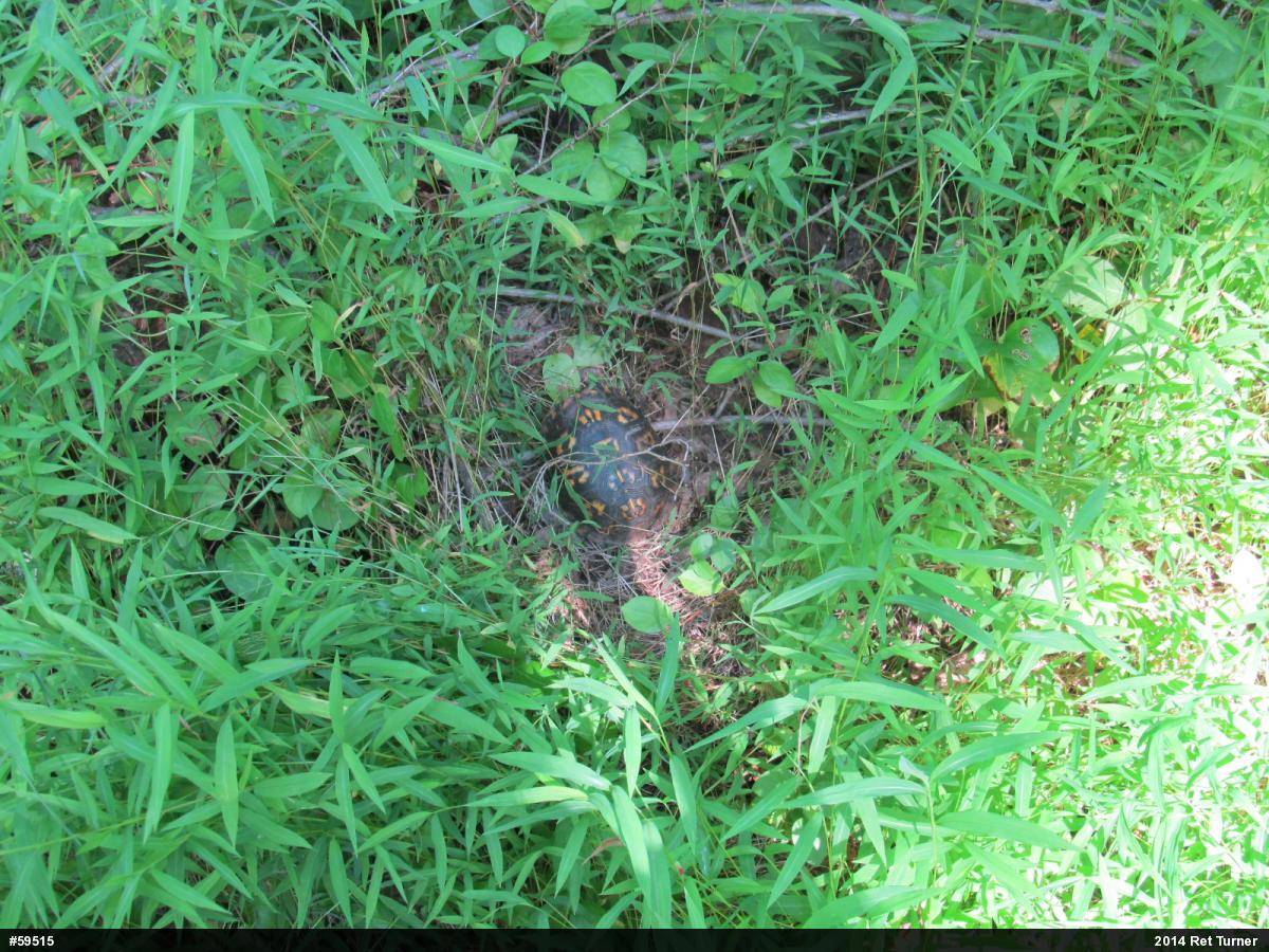 Eastern Box Turtle