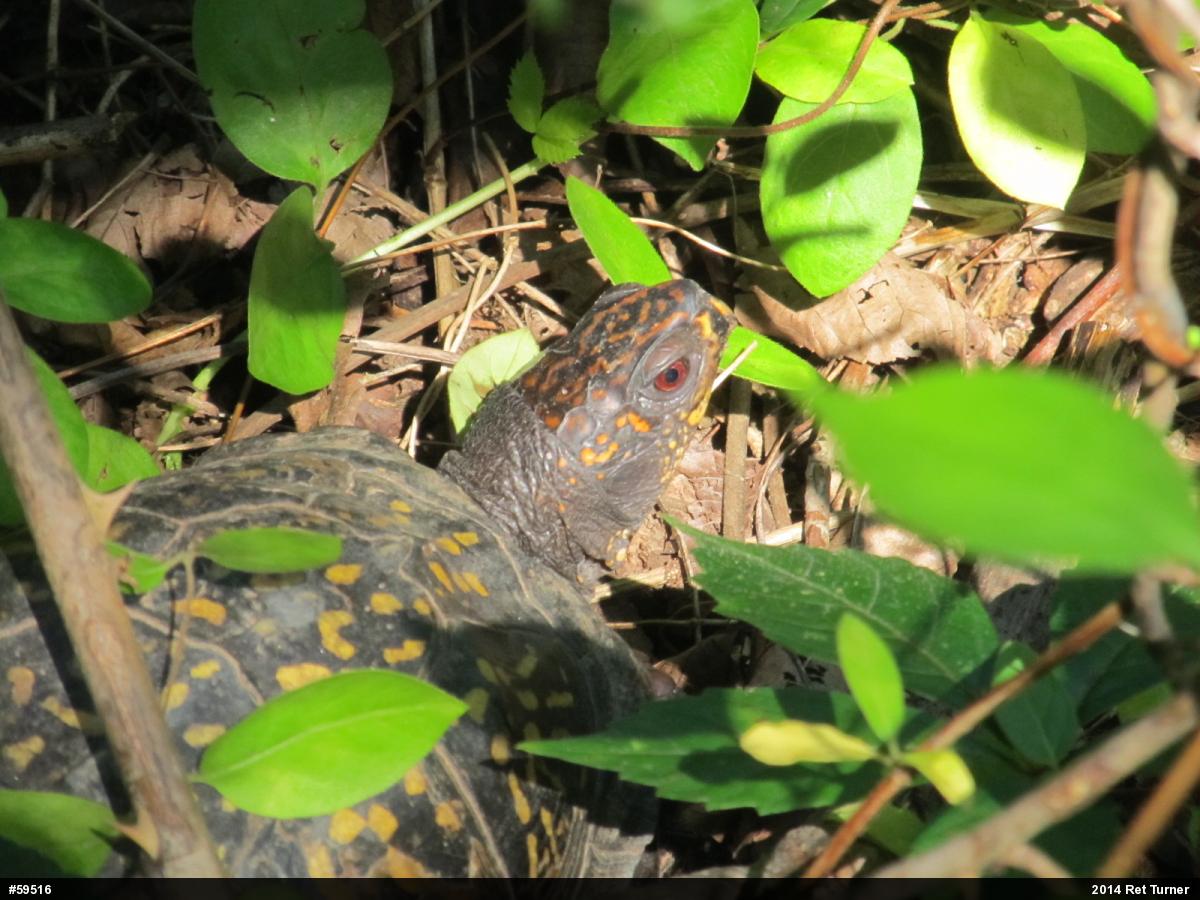 Eastern Box Turtle