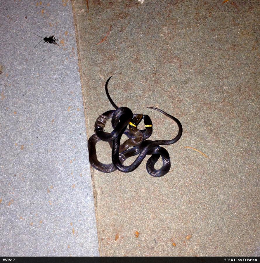 Northern Ring-necked Snake