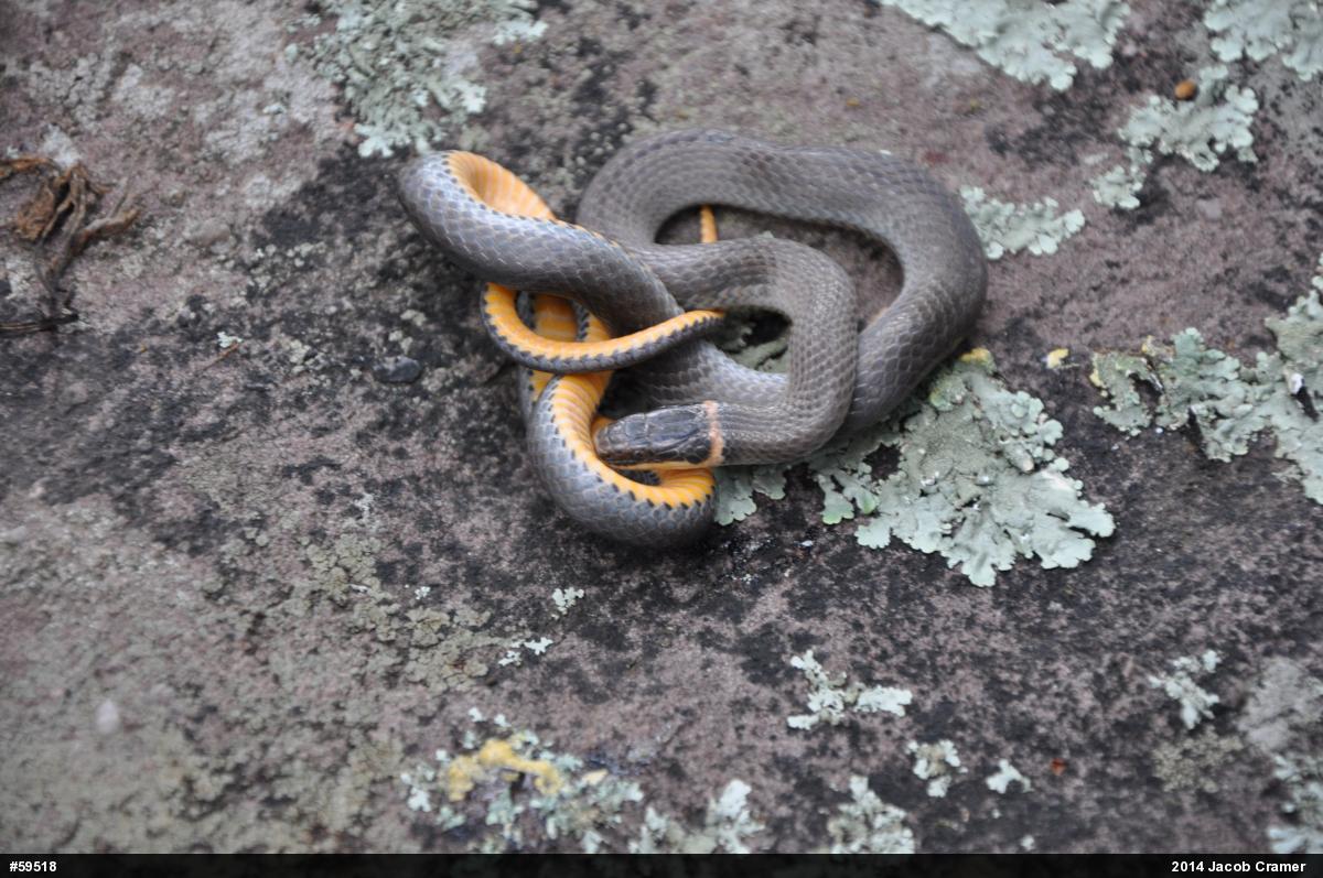 Northern Ring-necked Snake