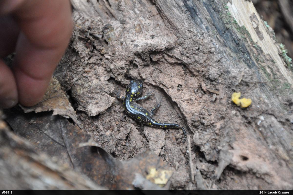 Spotted Salamander