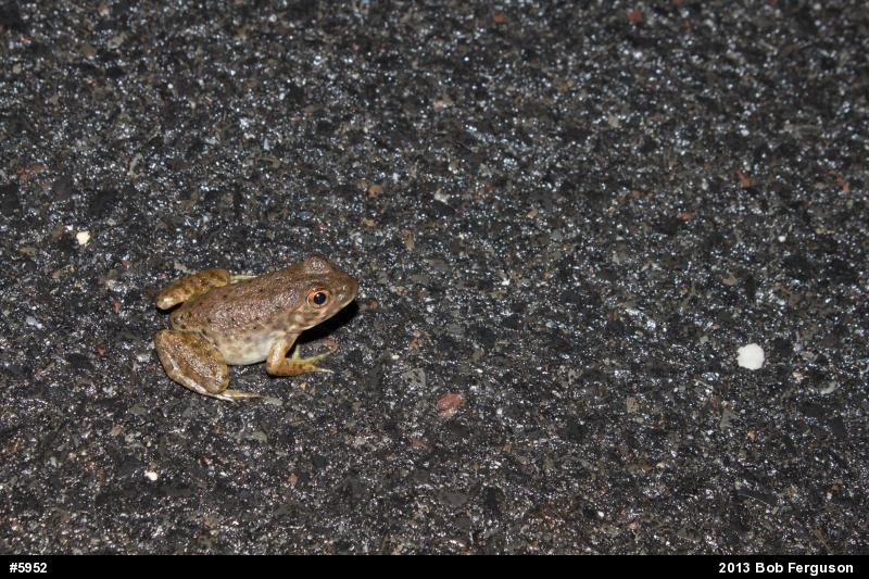 American Bullfrog