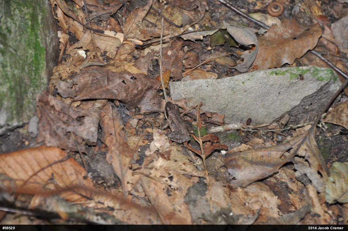Wood Frog