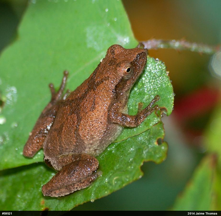 Spring Peeper