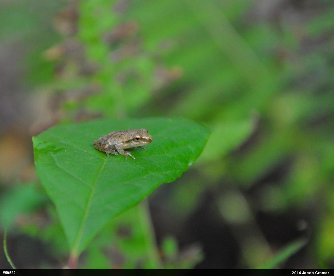 Spring Peeper