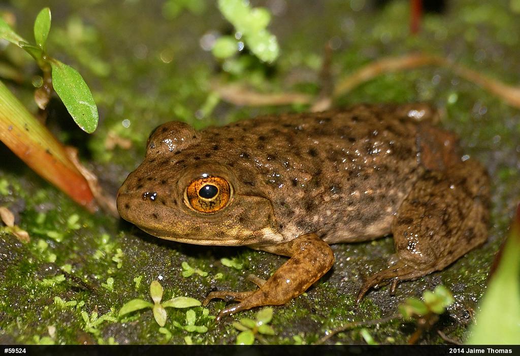 American Bullfrog