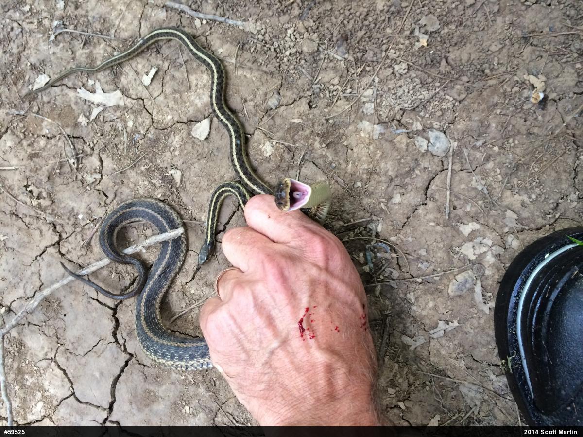 Eastern Gartersnake