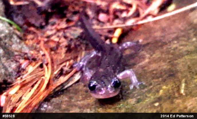 Wehrle's Salamander