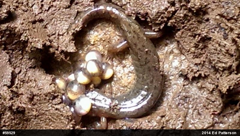 Northern Dusky Salamander