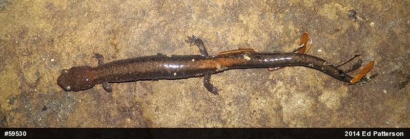Eastern Red-backed  Salamander