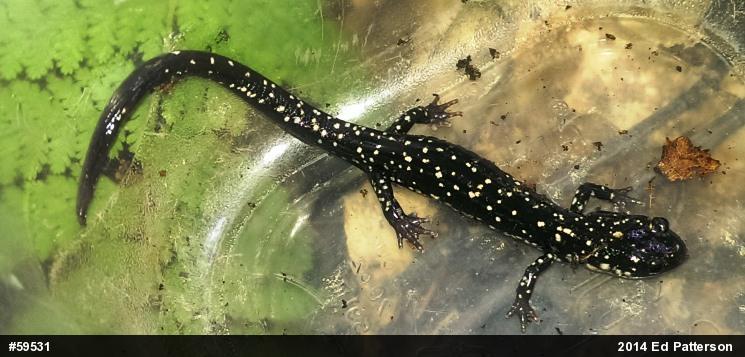 Northern Slimy Salamander