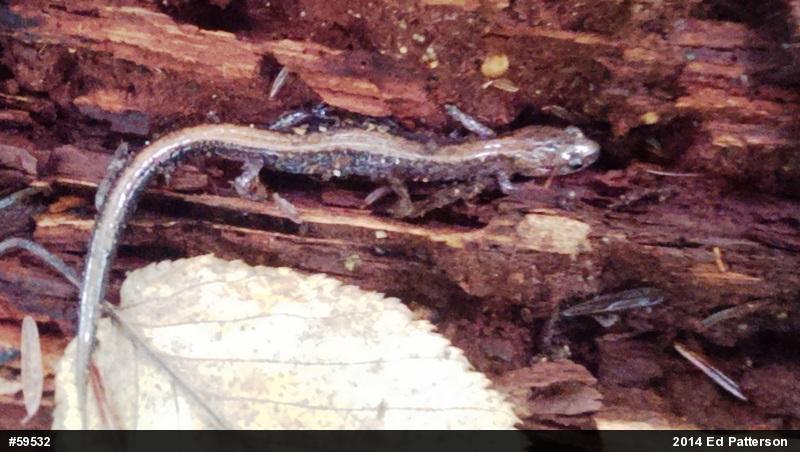 Eastern Red-backed  Salamander