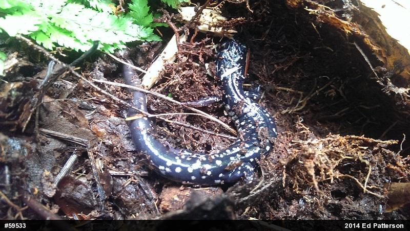 Northern Slimy Salamander
