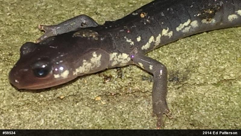 Wehrle's Salamander