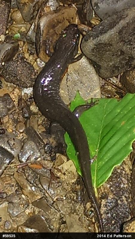 Northern Dusky Salamander