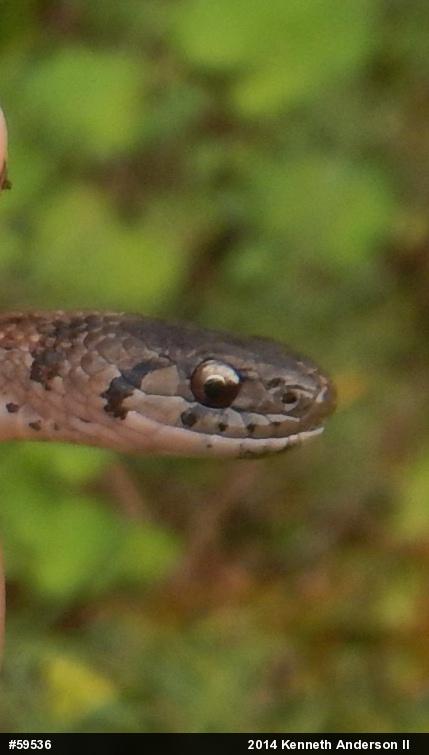 Dekay's Brownsnake