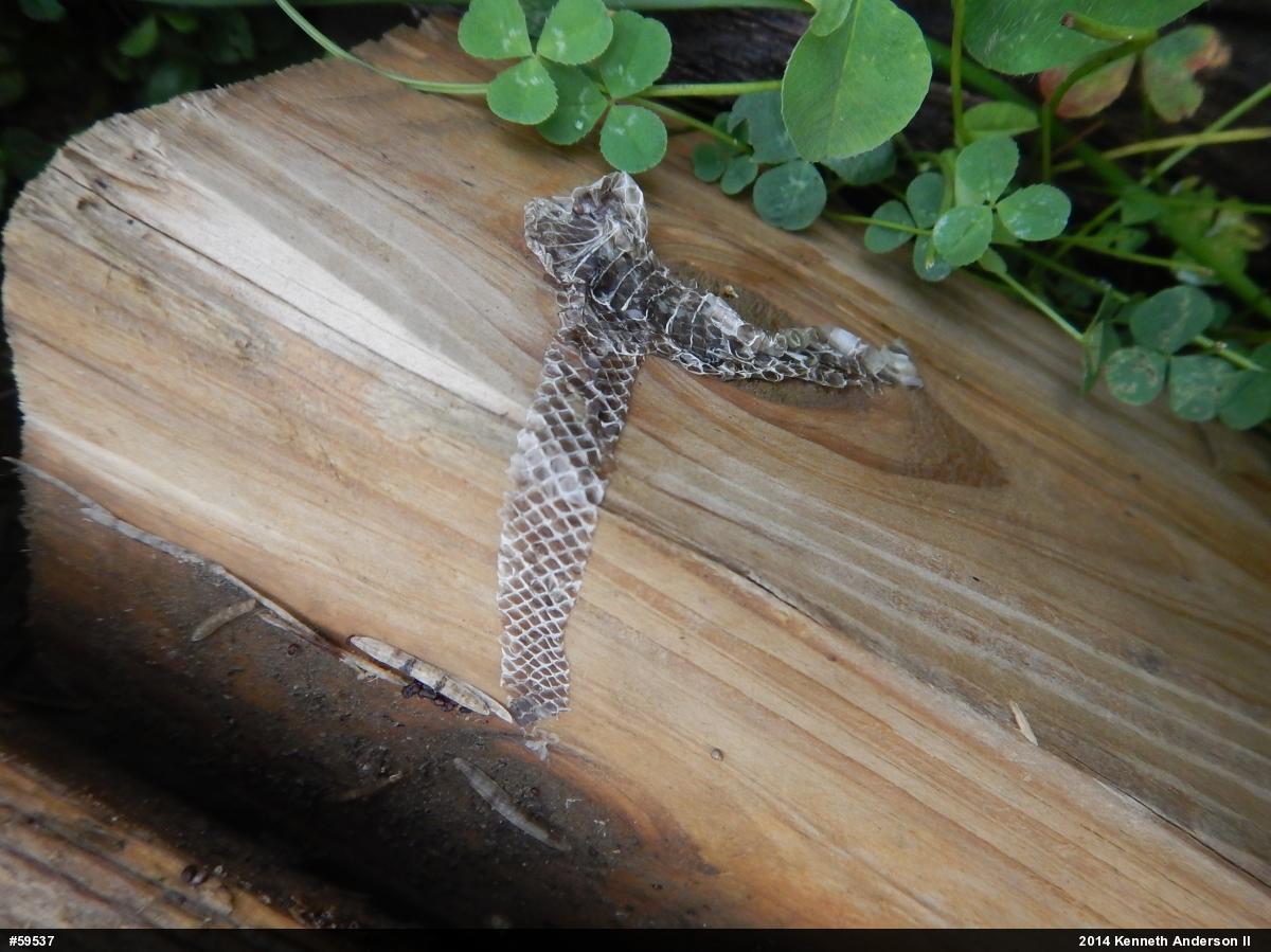 Eastern Gartersnake