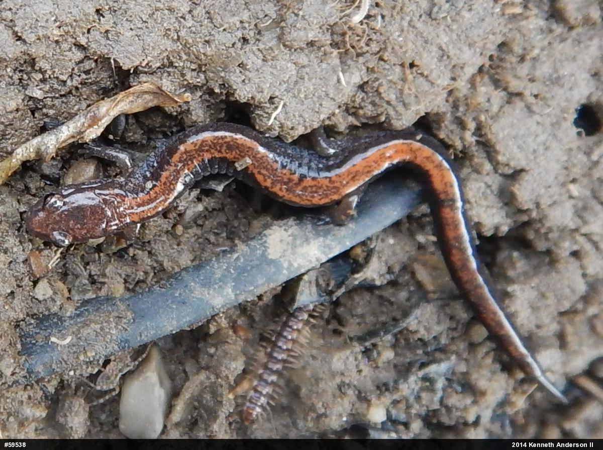 Eastern Red-backed  Salamander