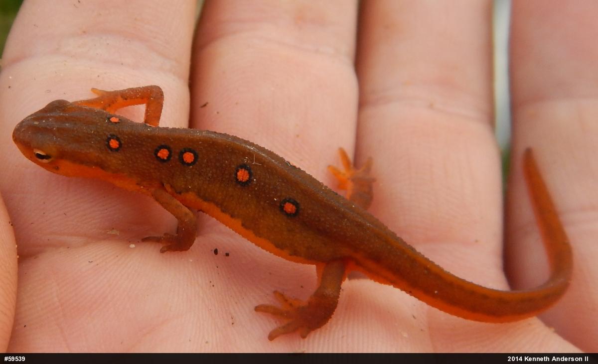 Red-spotted Newt
