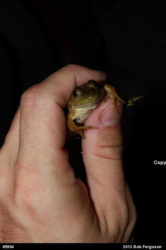 True Frogs