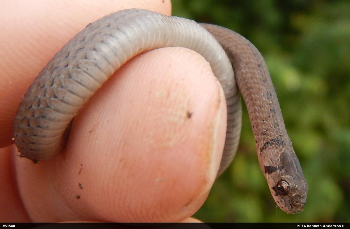 Dekay's Brownsnake