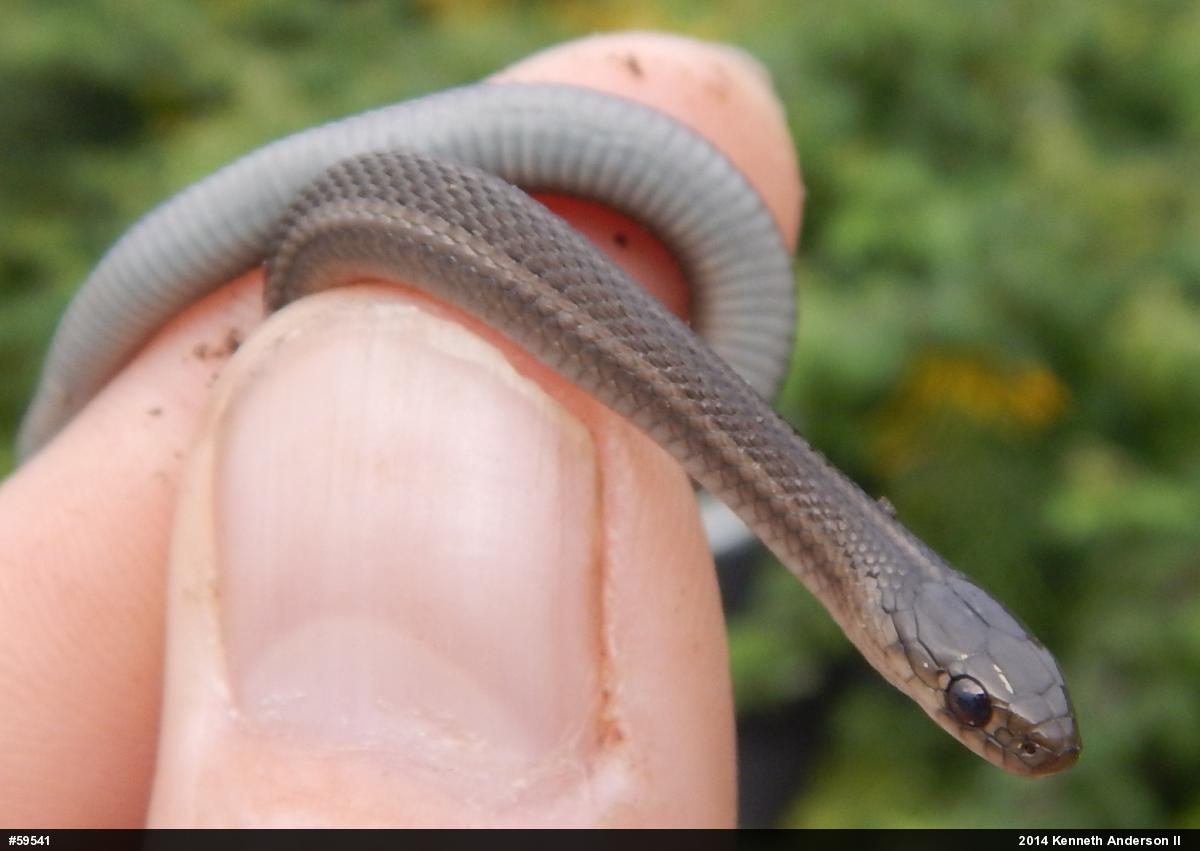 Shorthead Gartersnake