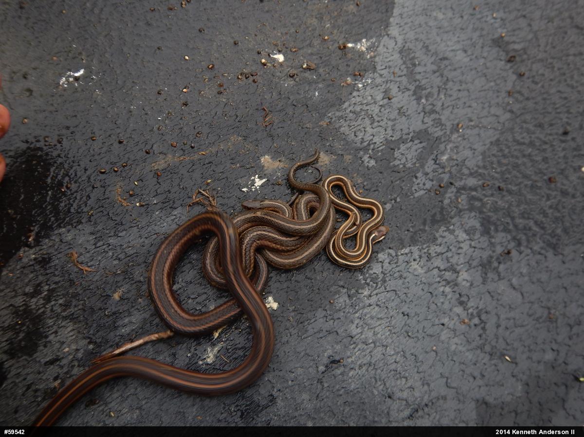 Shorthead Gartersnake