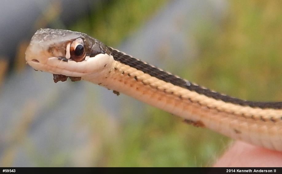 Northern Ribbonsnake