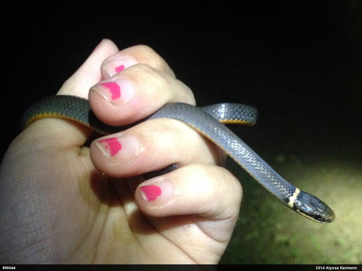 Northern Ring-necked Snake