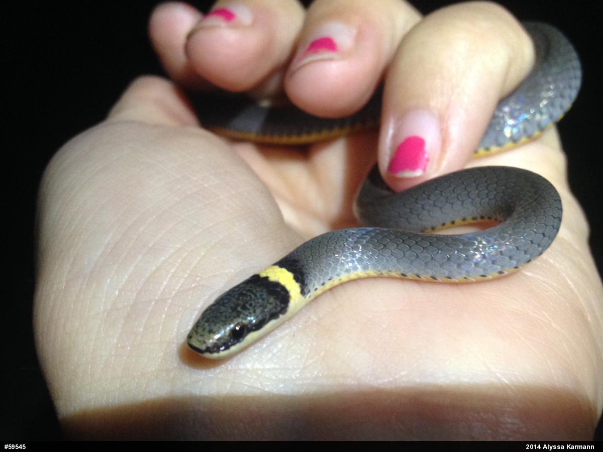 Northern Ring-necked Snake