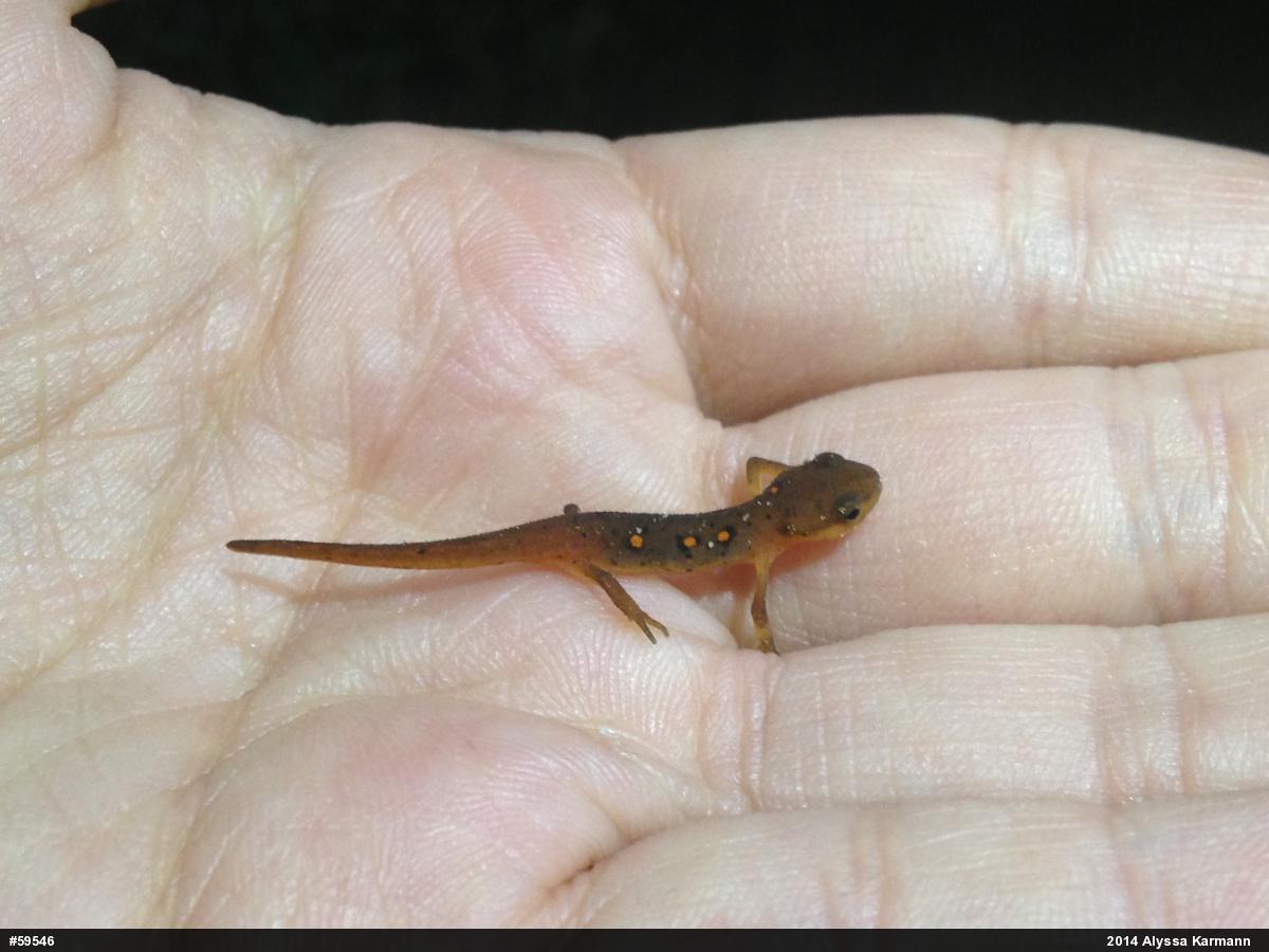 Red-spotted Newt