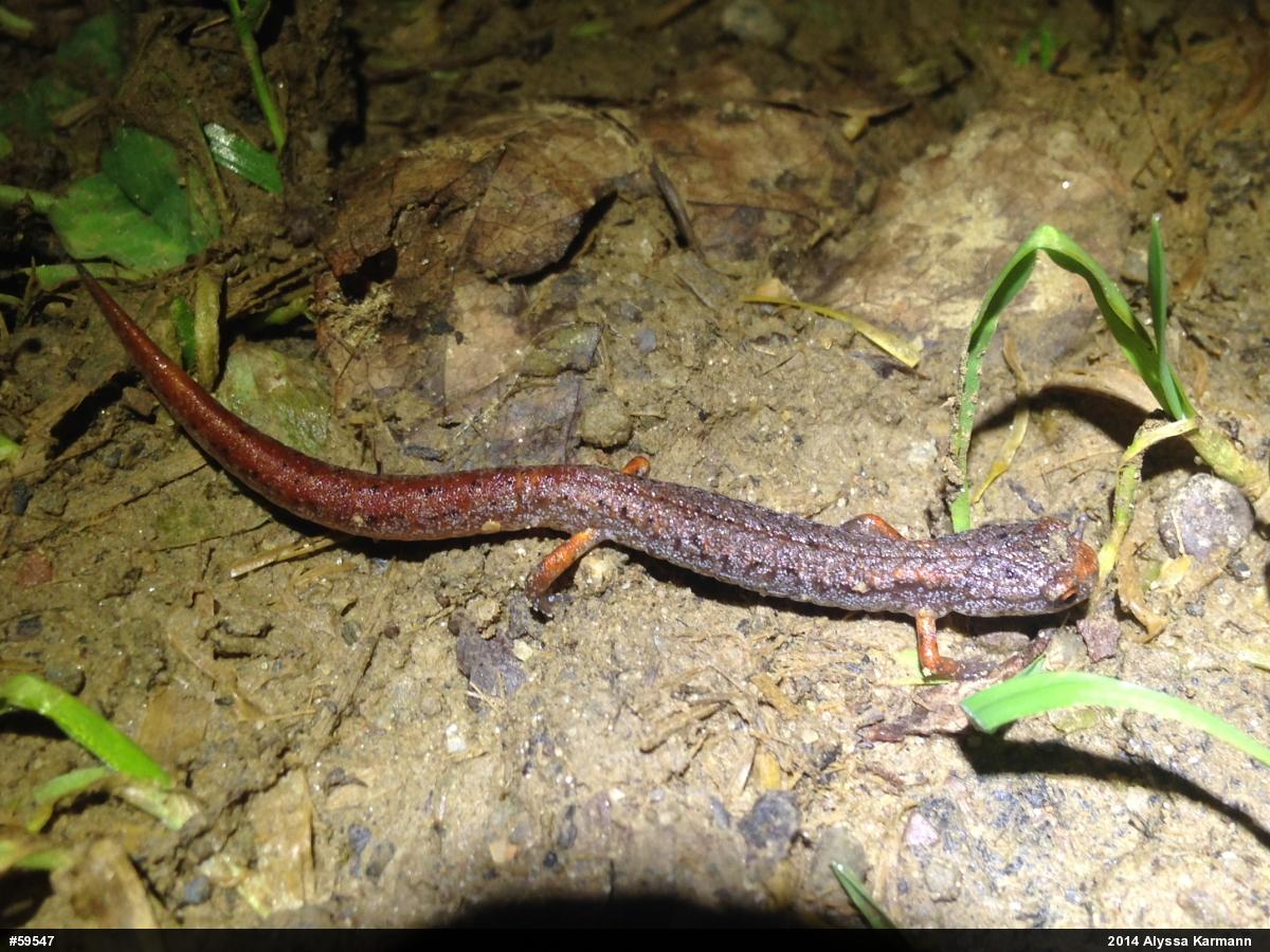 Four-toed Salamander