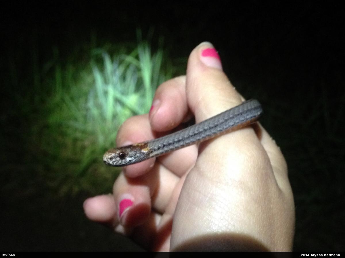Red-bellied Snake