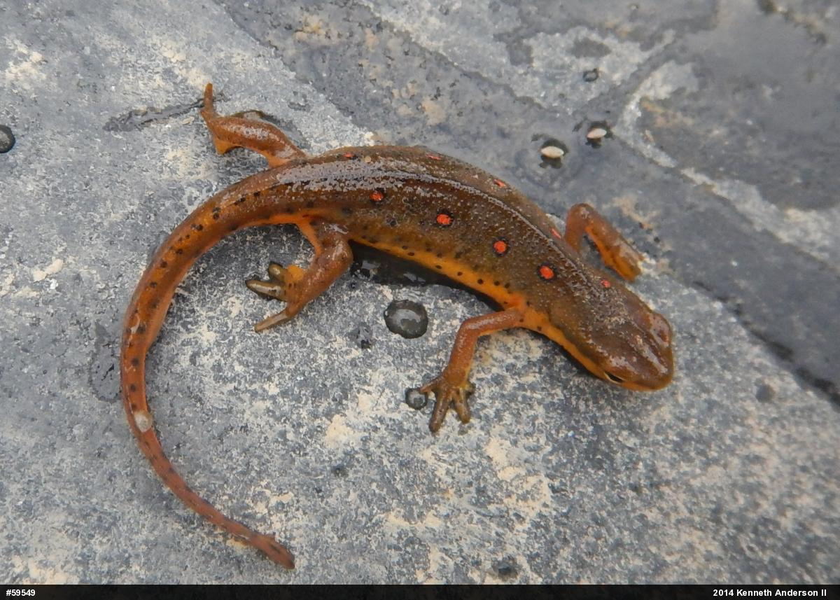Red-spotted Newt