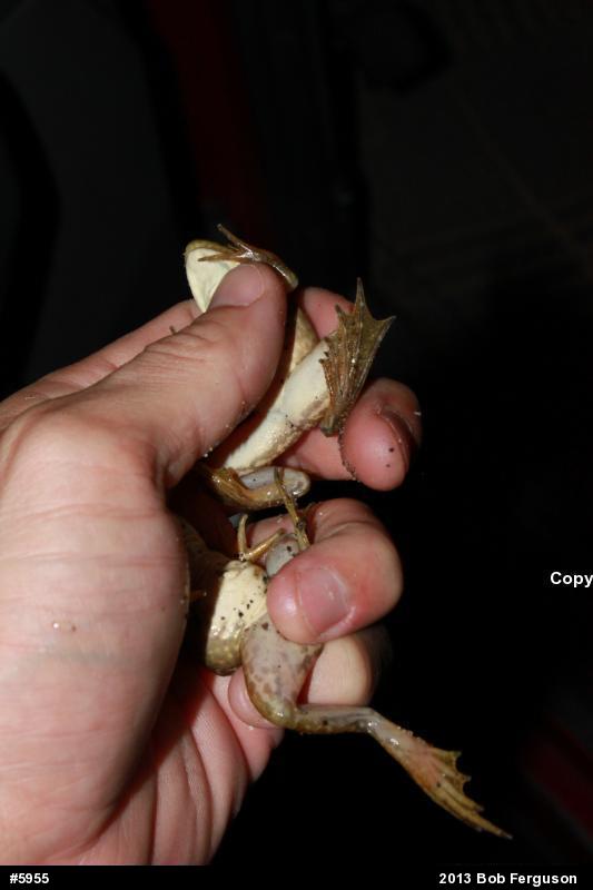 True Frogs
