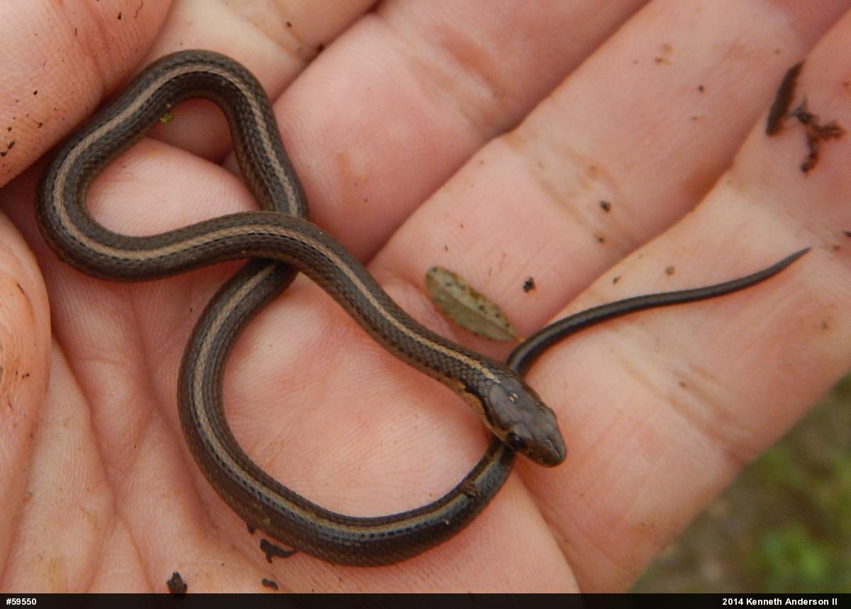 Shorthead Gartersnake