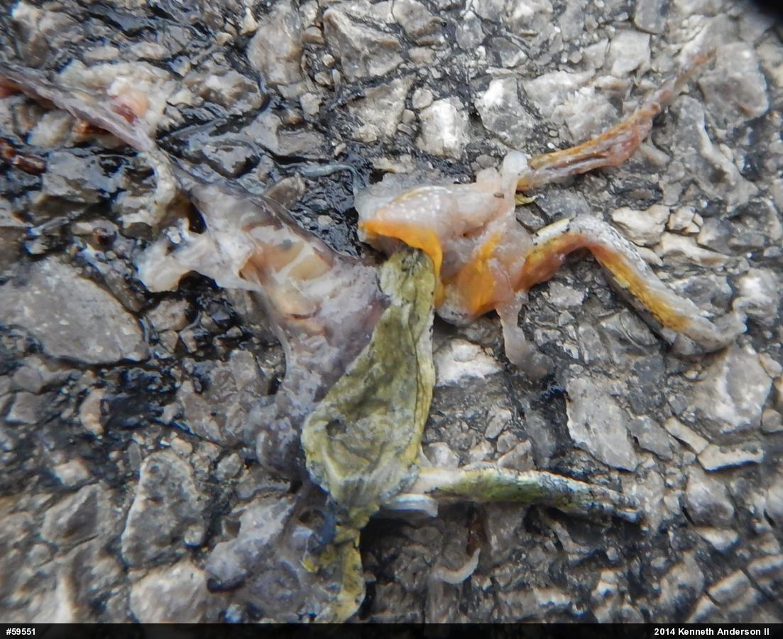 Unknown Gray Treefrog