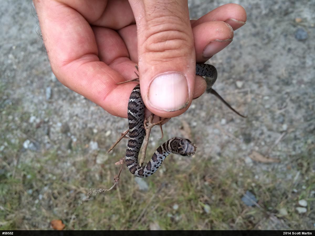 Northern Black Racer