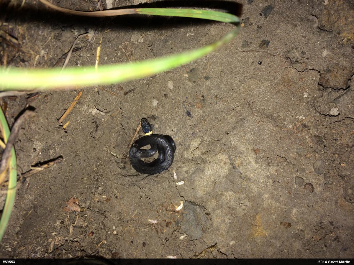 Northern Ring-necked Snake