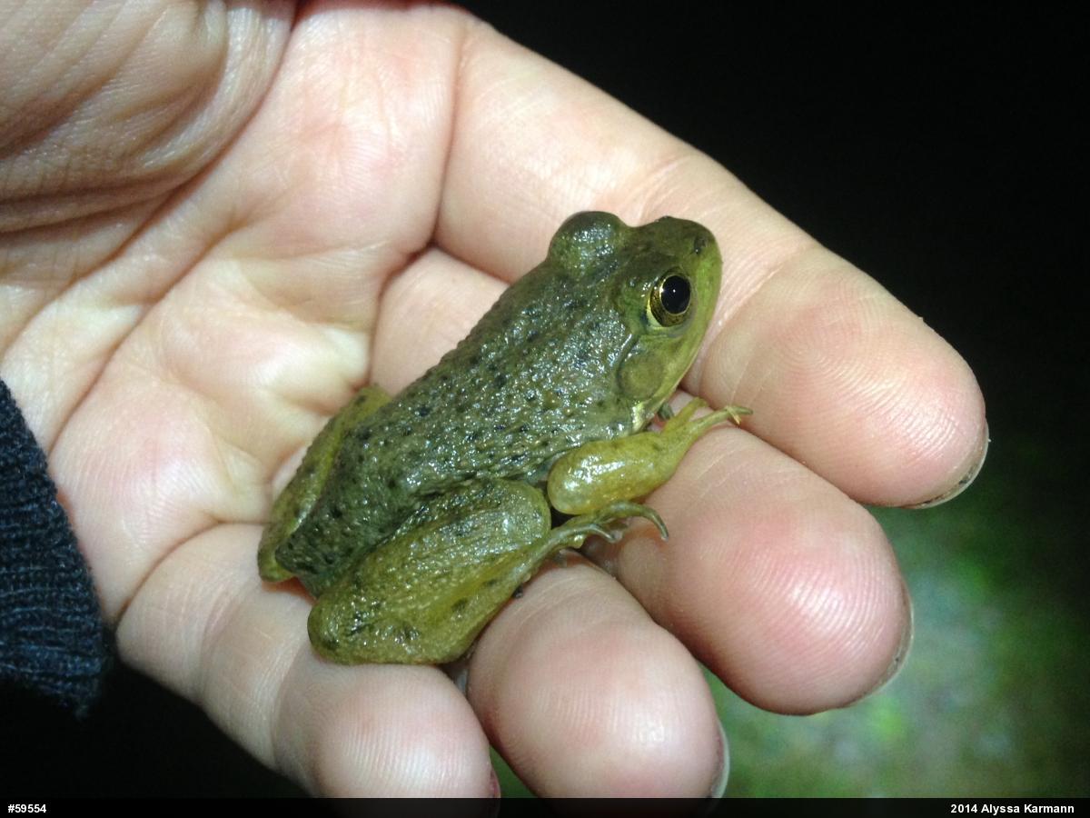 American Bullfrog