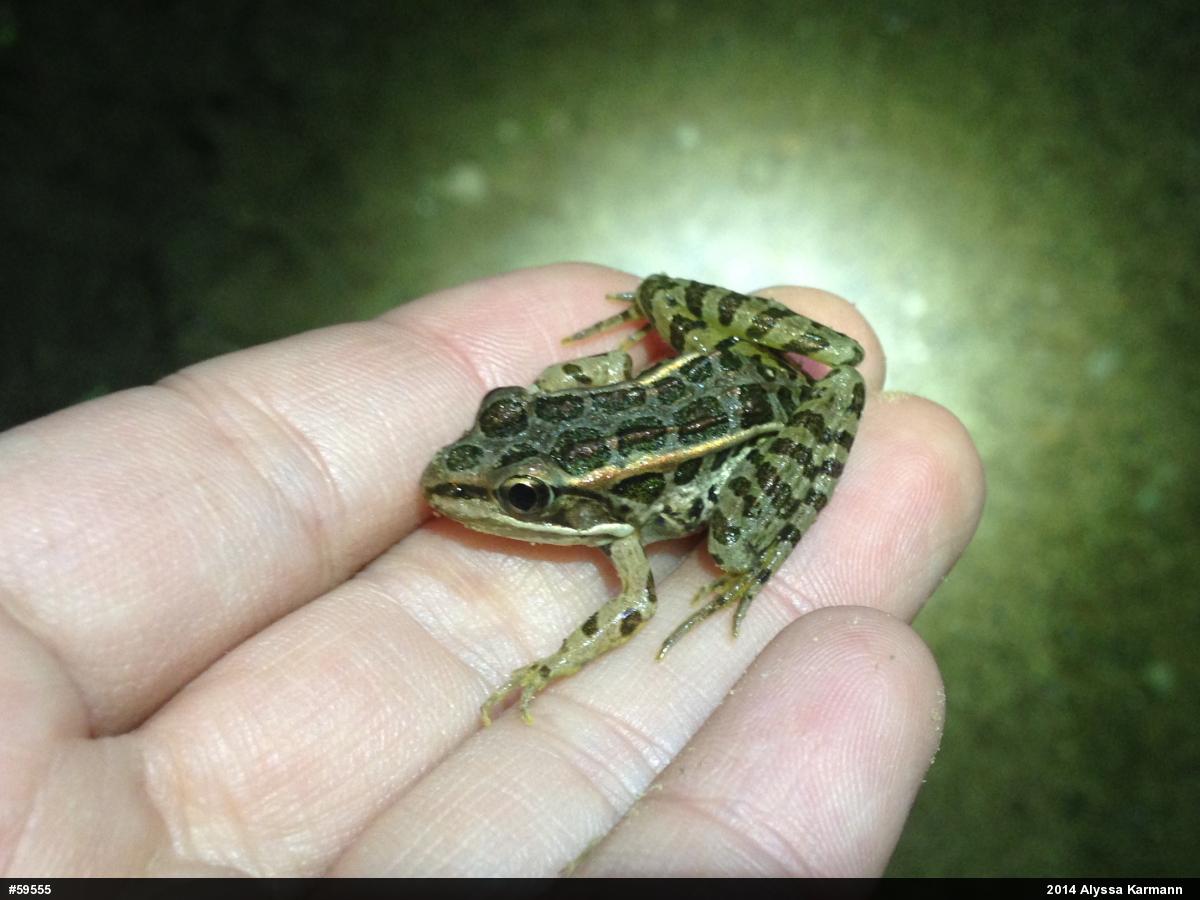 Pickerel Frog