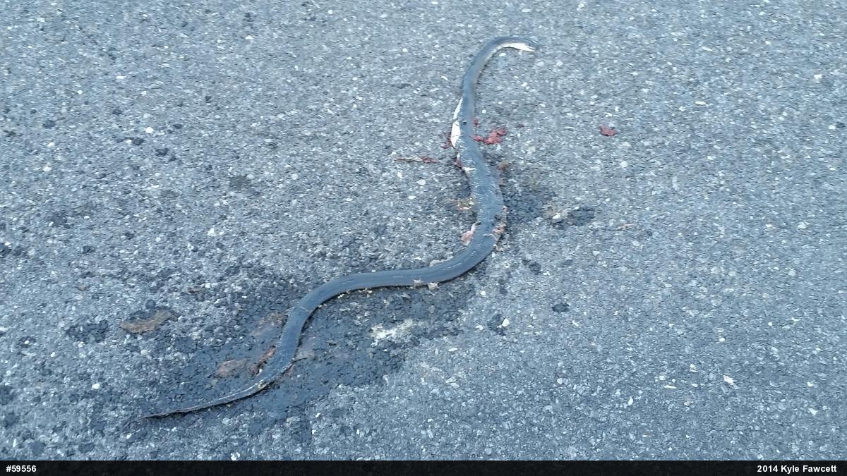 Eastern Ratsnake